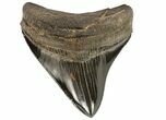 Serrated, Posterior Megalodon Tooth - Georgia #74493-1